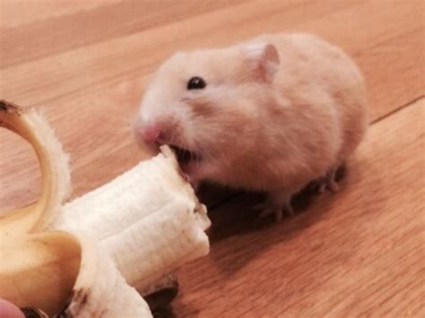 Banana hamster meme - by 2plus2isfish. 978 views, 3 upvotes. Browse and add captions to hamster banana memes. 
